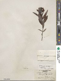 Salix eriocephala image