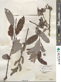 Salix eriocephala image