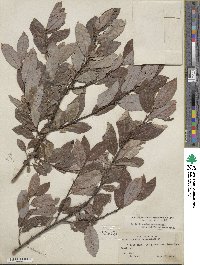 Salix eriocephala image