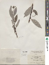 Salix eriocephala image