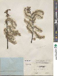 Salix eriocephala image