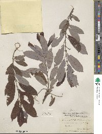 Salix eriocephala image