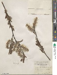 Salix eriocephala image