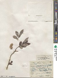 Salix eriocephala image