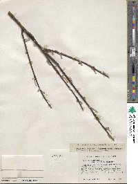 Salix eriocephala image