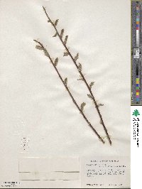 Salix eriocephala image