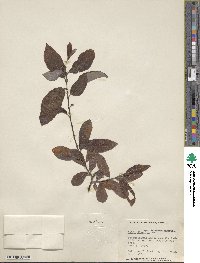 Salix eriocephala image