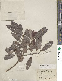 Salix eriocephala image