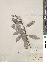 Salix eriocephala image