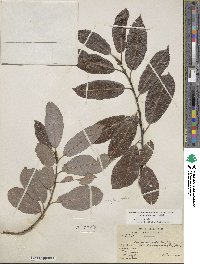 Salix eriocephala image