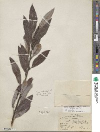 Salix eriocephala image