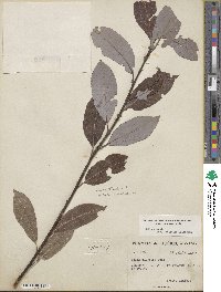 Salix eriocephala image