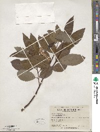 Salix eriocephala image