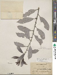 Salix eriocephala image