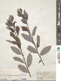 Salix eriocephala image