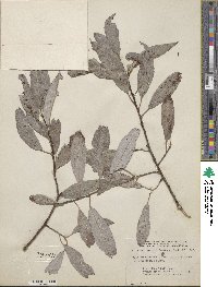 Salix eriocephala image