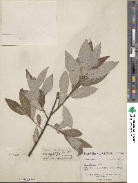 Salix eriocephala image