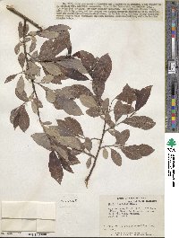 Salix eriocephala image