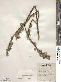 Salix discolor image