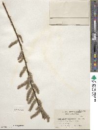 Salix discolor image