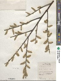 Salix discolor var. eriocephala image