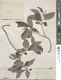 Salix discolor var. eriocephala image