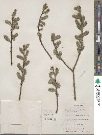 Salix discolor var. eriocephala image