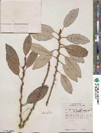 Salix discolor var. eriocephala image