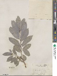 Salix discolor var. eriocephala image