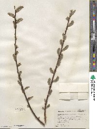 Salix discolor var. eriocephala image