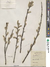 Salix discolor var. eriocephala image