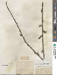 Salix discolor image