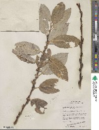 Salix discolor image