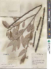 Salix discolor var. eriocephala image