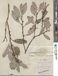 Salix discolor image