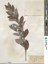 Salix discolor var. eriocephala image