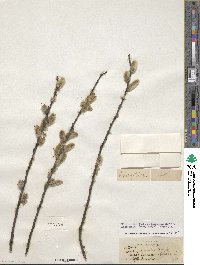 Salix discolor var. eriocephala image