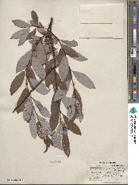 Salix discolor image