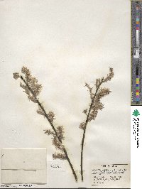 Salix discolor image