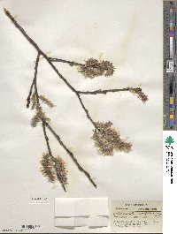 Salix discolor var. eriocephala image