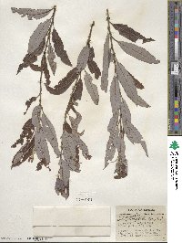 Salix discolor var. eriocephala image