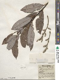 Salix discolor image