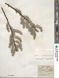 Salix discolor var. eriocephala image