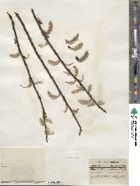 Salix discolor image