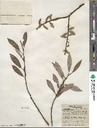 Salix discolor var. eriocephala image