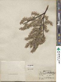 Salix discolor image