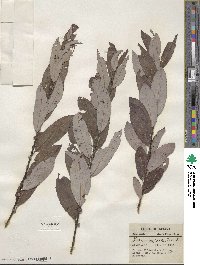 Salix discolor var. eriocephala image