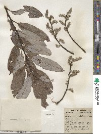 Salix discolor image