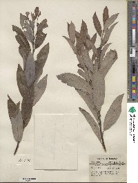 Salix discolor image