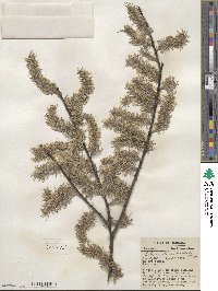 Salix discolor image